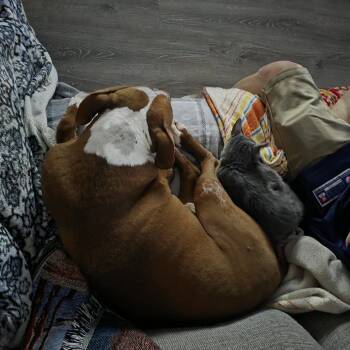 Domestic Short Hair Cats Available for Adoption - Roo | PetCurious