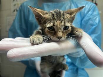 Rescue Domestic Short Hair Cats for Adoption in Raleigh, North Carolina - NATALIE | PetCurious