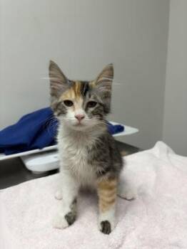 Mew -  Domestic Short Hair Cat for Adoption in Sacramento, California - Mew | PetCurious