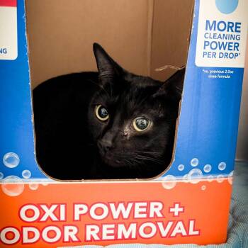 Tippy -  Domestic Short Hair Cat for Adoption in Norman, Oklahoma - Tippy | PetCurious