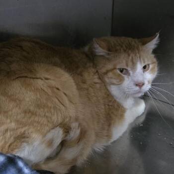 Domestic Short Hair Cats Available for Adoption - Sully | PetCurious