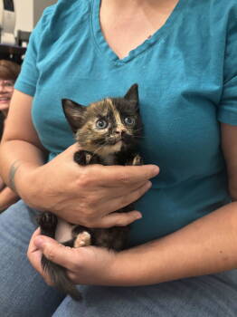 Rescue Domestic Short Hair Cats for Adoption in Camden, South Carolina - Chaka Kahn (Available For Pre-adoption) | PetCurious