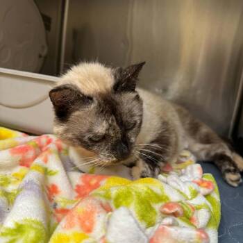 Remoulade C12750 -  Siamese and Domestic Short Hair Cat for Adoption - Remoulade C12750 | PetCurious