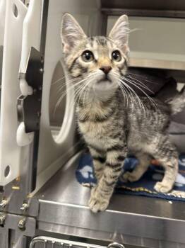 Gus -  Domestic Short Hair Cat for Adoption in Hilton Head Island, South Carolina - Gus | PetCurious
