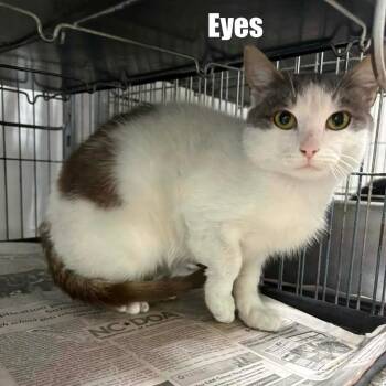 Eyes -  Domestic Short Hair Cat for Adoption in Washington, District Of Columbia - Eyes | PetCurious