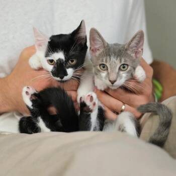Kale and Spinach -  Tuxedo and Domestic Short Hair Cat for Adoption in Coral Gables, Florida - Kale And Spinach | PetCurious