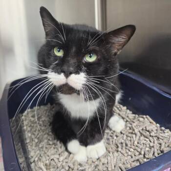 Clyde -  Domestic Short Hair Cat for Adoption in Lakeland, Florida - Clyde | PetCurious