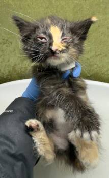 GUCCI -  Domestic Short Hair Cat for Adoption in Riverside, California - GUCCI | PetCurious