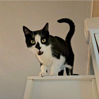 Monet -  Domestic Short Hair Cat for Adoption in Longwood, Florida - Monet | PetCurious