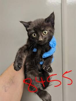 Domestic Short Hair Cats Available for Adoption in Ontario, California - JOLENE - NEEDS A FOSTER | PetCurious