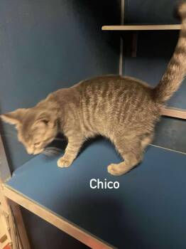 Rescue Domestic Medium Hair Cats for Adoption in Hoopeston, Illinois - Chico | PetCurious