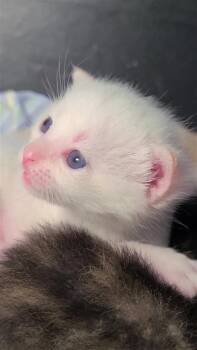 Siamese Cats Available for Adoption - Chowder | PetCurious