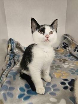 Snap -  Domestic Short Hair Cat for Adoption in Munster, Indiana - Snap | PetCurious