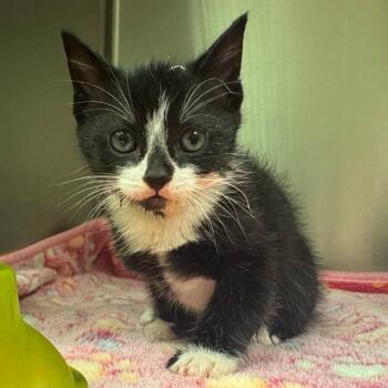 Domestic Short Hair Cats Available for Adoption in Columbus, Georgia - Bunce | PetCurious