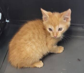 Rescue Domestic Short Hair Cats for Adoption in Lawrenceville, Georgia - 114163 | PetCurious