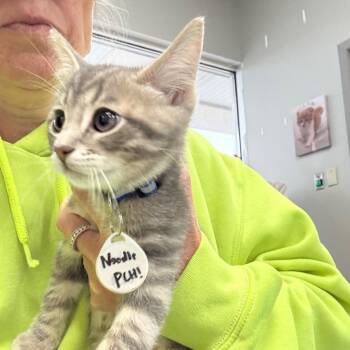 Noodle -  Domestic Short Hair Cat for Adoption in Normal, Illinois - Noodle | PetCurious