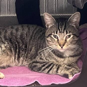 Domestic Short Hair Cats Available for Adoption - Cannoli | PetCurious