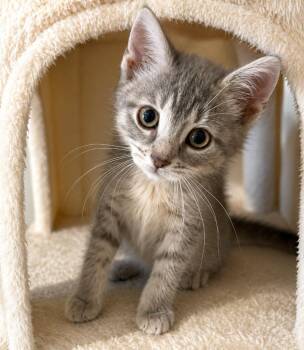 Bandita -  Domestic Short Hair Cat for Adoption in Sebastian, Florida - Bandita | PetCurious