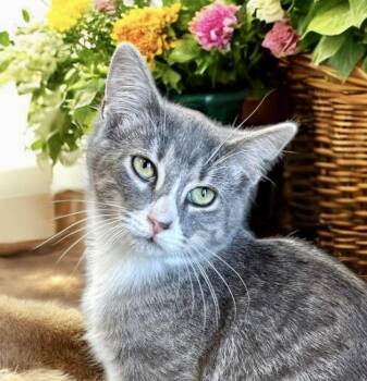 Rescue Domestic Short Hair Cats for Adoption in Perry, Iowa - Walter | PetCurious