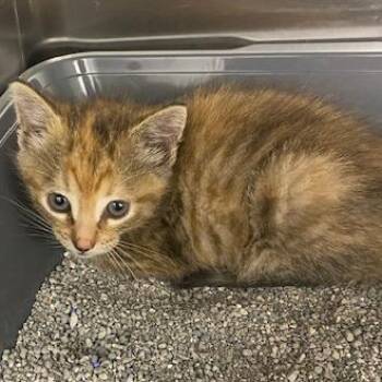 Sandy -  Domestic Short Hair Cat for Adoption in Emporia, Kansas - Sandy | PetCurious