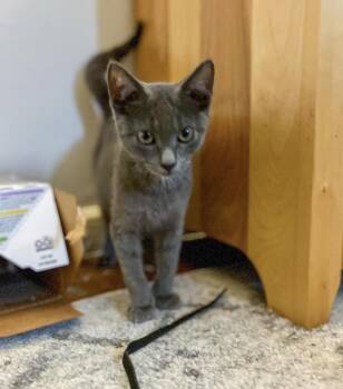 Rescue Domestic Short Hair Cats for Adoption in Philadelphia, Pennsylvania - Rusty Elliott | PetCurious