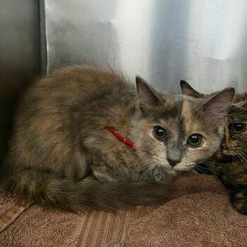 Store Credit -  Domestic Long Hair Cat for Adoption in Martinsville, Virginia - Store Credit | PetCurious