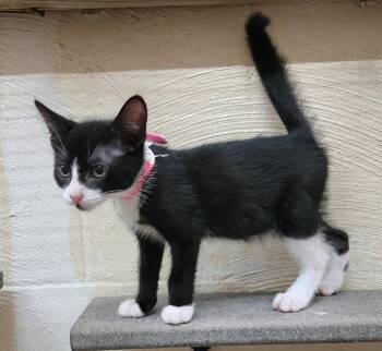 260592  Romeo -  Domestic Short Hair Cat for Adoption in Wetumpka, Alabama - 260592  Romeo | PetCurious