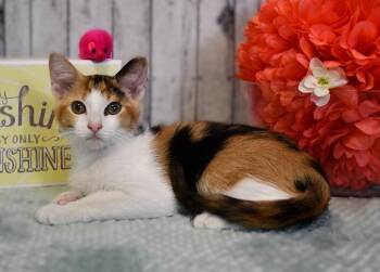 Taylor -  Domestic Short Hair Cat for Adoption in Roanoke, Texas - Taylor | PetCurious