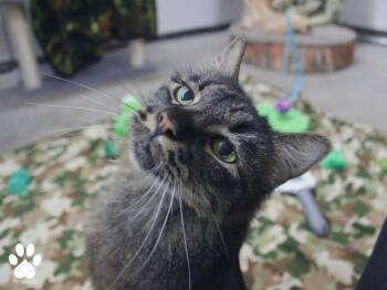 Rescue Domestic Long Hair Cats for Adoption in Missoula, Montana - Stevie Nicks | PetCurious