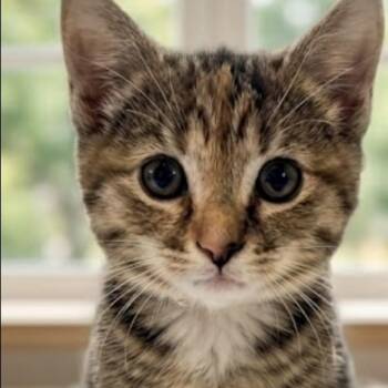 26-185 Portia -  Domestic Short Hair Cat for Adoption in North Branford, Connecticut - 26-185 Portia | PetCurious