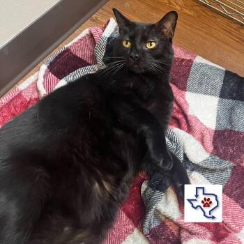 Stinky Pete -  Domestic Short Hair Cat for Adoption in Houston, Texas - Stinky Pete | PetCurious
