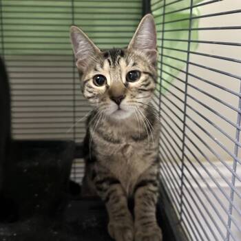 BB8 -  Domestic Short Hair Cat for Adoption in Mount Laurel Township, New Jersey - BB8 | PetCurious