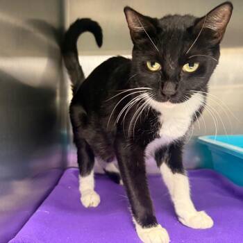 Bailey -  Domestic Short Hair Cat for Adoption in Spokane, Washington - Bailey | PetCurious