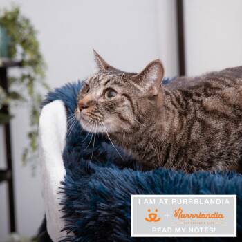 Domestic Short Hair Cats Available for Adoption in Los Angeles, California - Alemeda | PetCurious