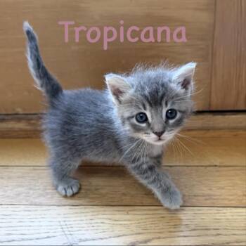 Tropicana -  Domestic Short Hair Cat for Adoption in Walden, New York - Tropicana | PetCurious