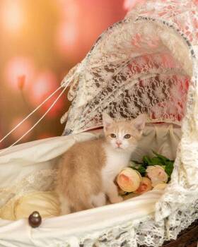 Rescue Domestic Short Hair Cats for Adoption in Lapeer, Michigan - Joey | PetCurious