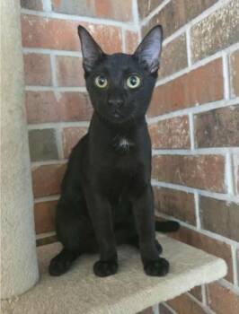 Rescue Domestic Short Hair Cats for Adoption in Warr Acres, Oklahoma - Twig | PetCurious