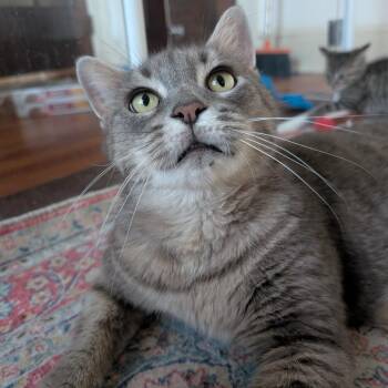 Big Mama -  Domestic Short Hair Cat for Adoption in Baltimore, Maryland - Big Mama | PetCurious