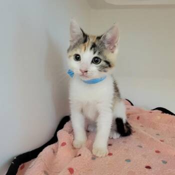 Solensia -  Domestic Short Hair Cat for Adoption in Phoenix, Arizona - Solensia | PetCurious