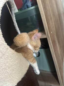 Radiator -  Domestic Short Hair Cat for Adoption in Topeka, Kansas - Radiator | PetCurious