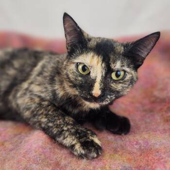 Lucy the Polydactyl Tortie -  Domestic Short Hair Cat for Adoption in New York, New York - Lucy The Polydactyl Tortie | PetCurious