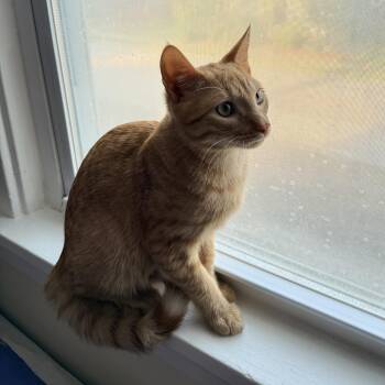 Rescue Domestic Short Hair Cats for Adoption in Albany, New York - Jerri | PetCurious
