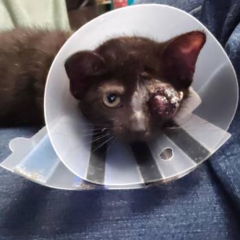 Cy -  Domestic Short Hair Cat for Adoption in Watertown, New York - Cy | PetCurious
