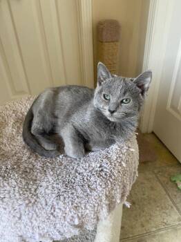 Domestic Short Hair Cats Available for Adoption in Cumming, Georgia - Adaline | PetCurious