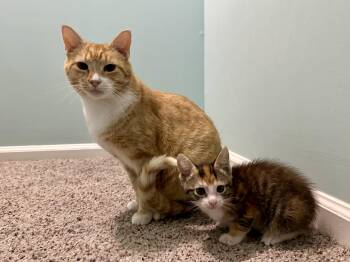 Rescue Domestic Short Hair Cats for Adoption in Elkton, Maryland - Spot | PetCurious