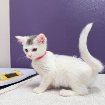 Meg -  Domestic Short Hair Cat for Adoption in Englewood, Florida - Meg | PetCurious