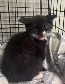 Domestic Short Hair Cats Available for Adoption in Saint Clairsville, Ohio - Cream | PetCurious