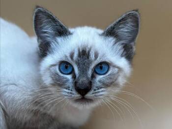 Yang -  Domestic Short Hair Cat for Adoption in Portland, Oregon - Yang | PetCurious