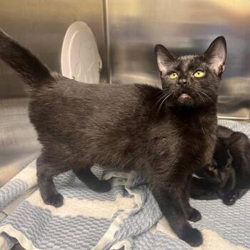 Kylie -  Domestic Short Hair Cat for Adoption in Georgetown, Kentucky - Kylie | PetCurious