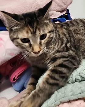 Rescue Domestic Short Hair Cats for Adoption in Midland, Michigan - Aloisha | PetCurious